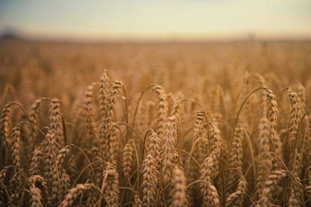 Grain in a field showing alternative markets